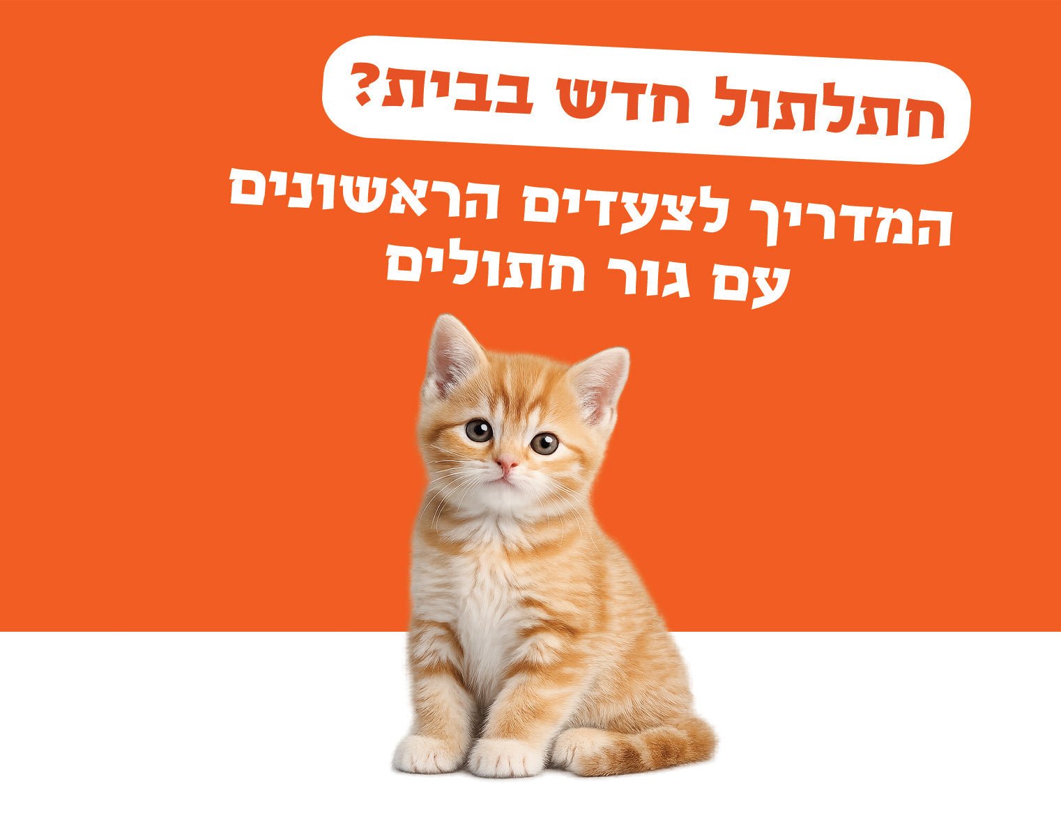 חתלתול חדש בבית: המדריך לצעדים הראשונים עם חתלתול