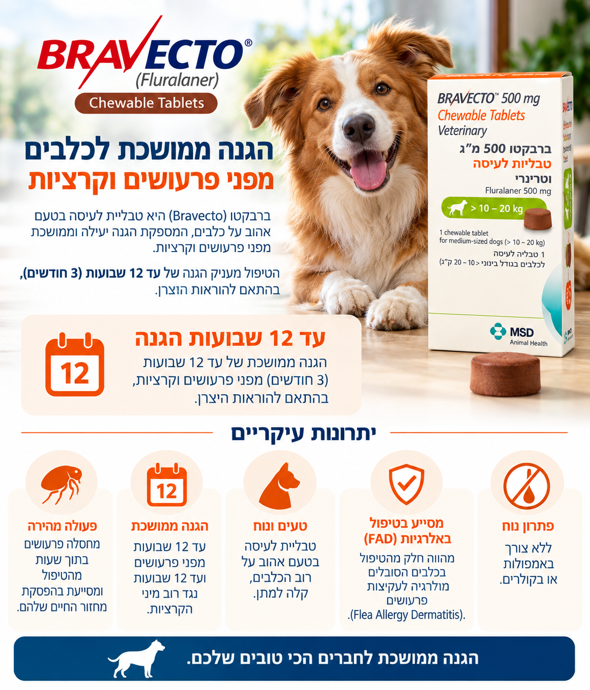 ברבקטו – תמונת מידע על טבליות לעיסה לכלבים נגד פרעושים וקרציות לצד כלב ואריזה