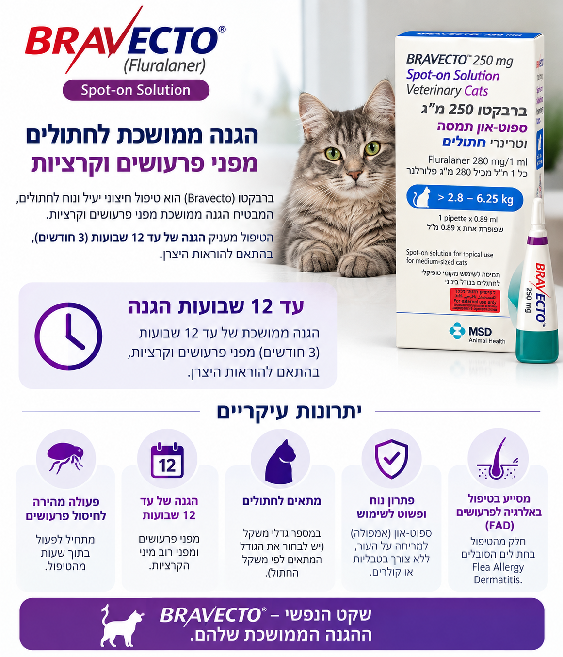 ברבקטו ספוט און – תמונת מידע על תמיסה לחתולים נגד פרעושים וקרציות לצד חתול ואריזה