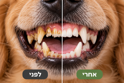 המחשת לפני ואחרי ניקוי שיני כלב – שיניים עם אבנית לצד שיניים נקיות